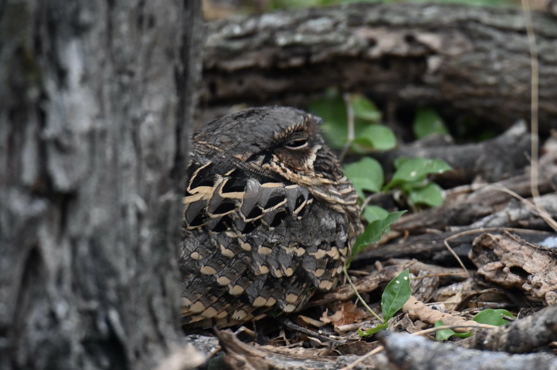 Common Pauraque - ML645394380