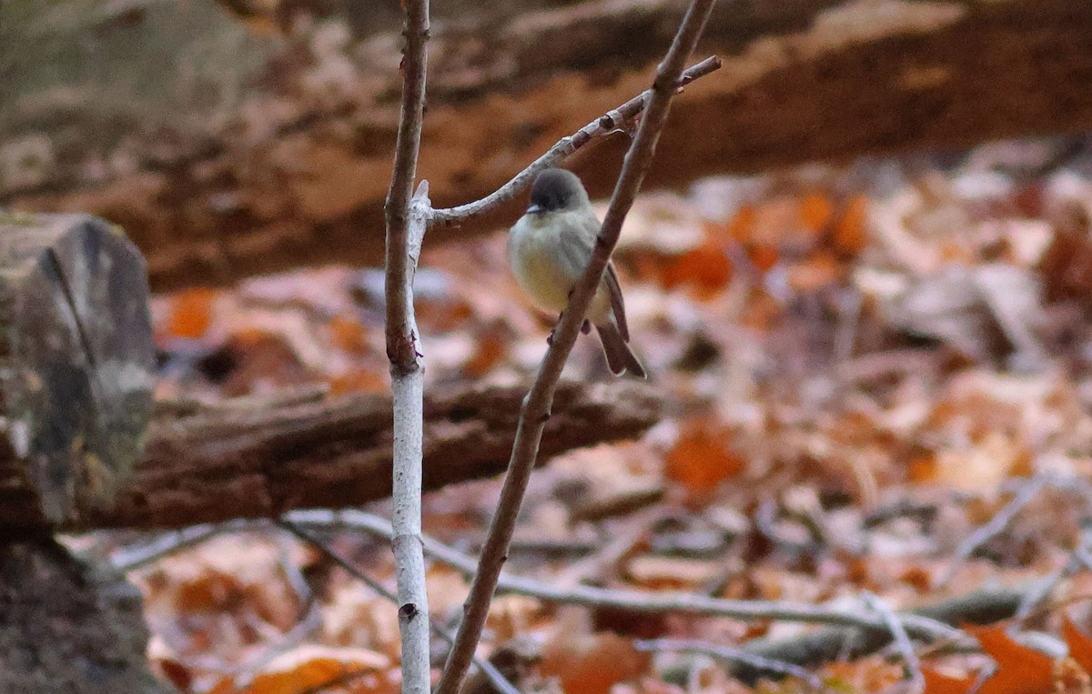 Eastern Phoebe - ML645394383