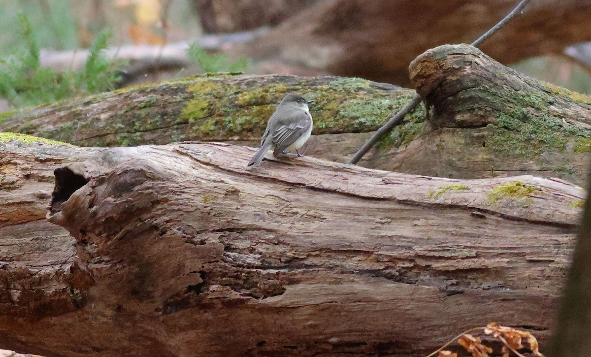 Eastern Phoebe - ML645394384