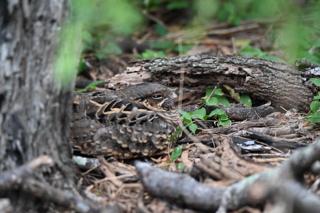 Common Pauraque - ML645394387