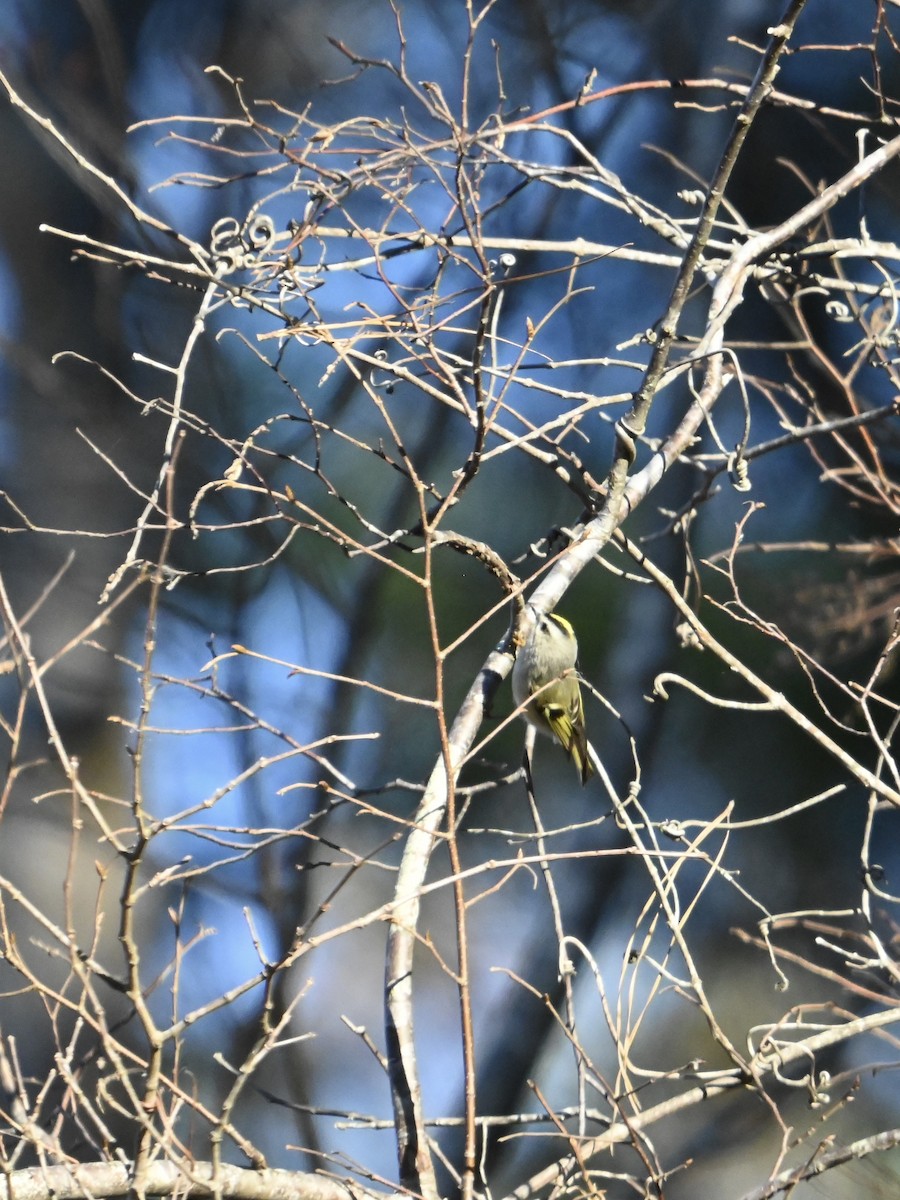 Golden-crowned Kinglet - ML645394397