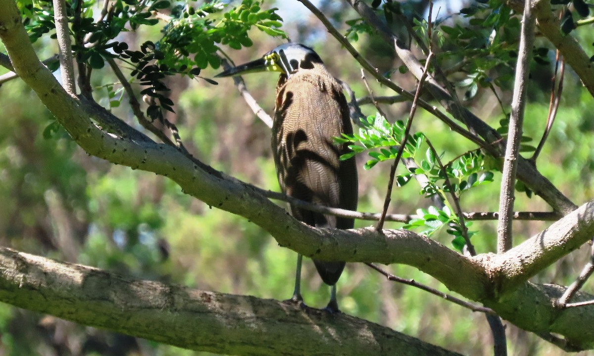 Bare-throated Tiger-Heron - ML645394438