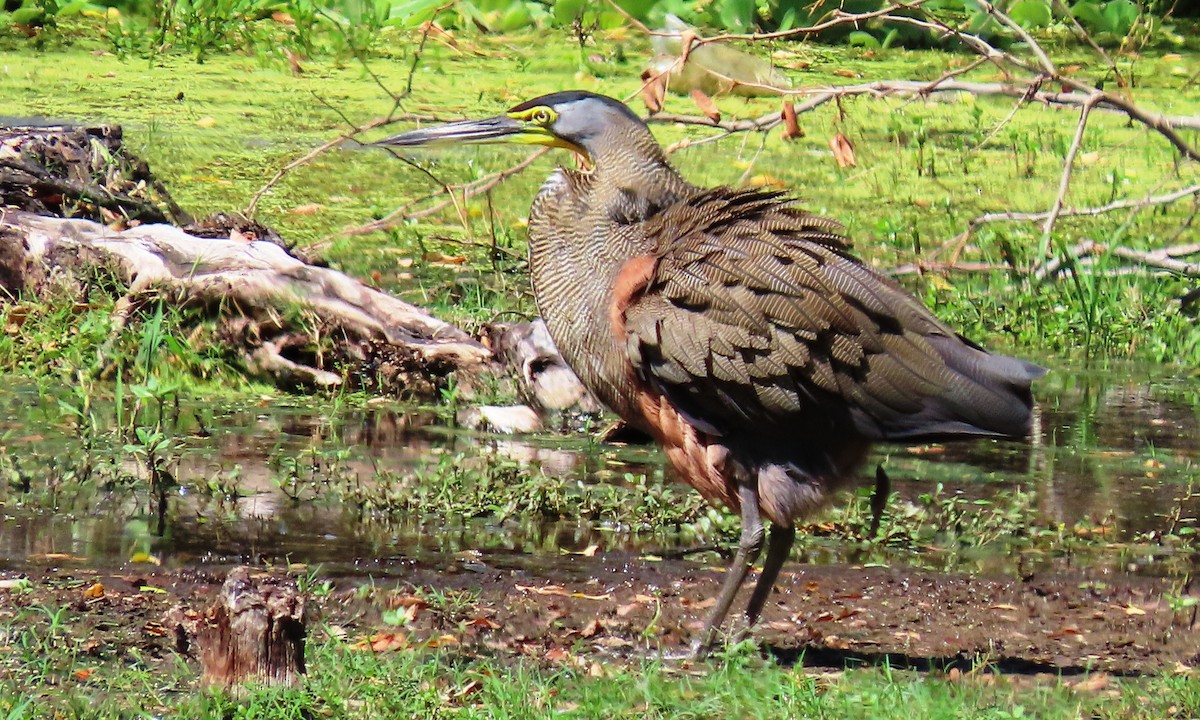 Bare-throated Tiger-Heron - ML645394439