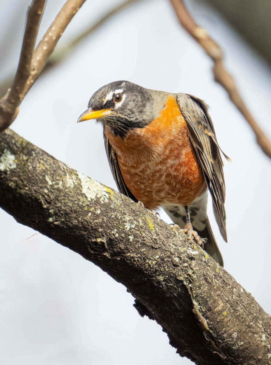 American Robin - ML645394442