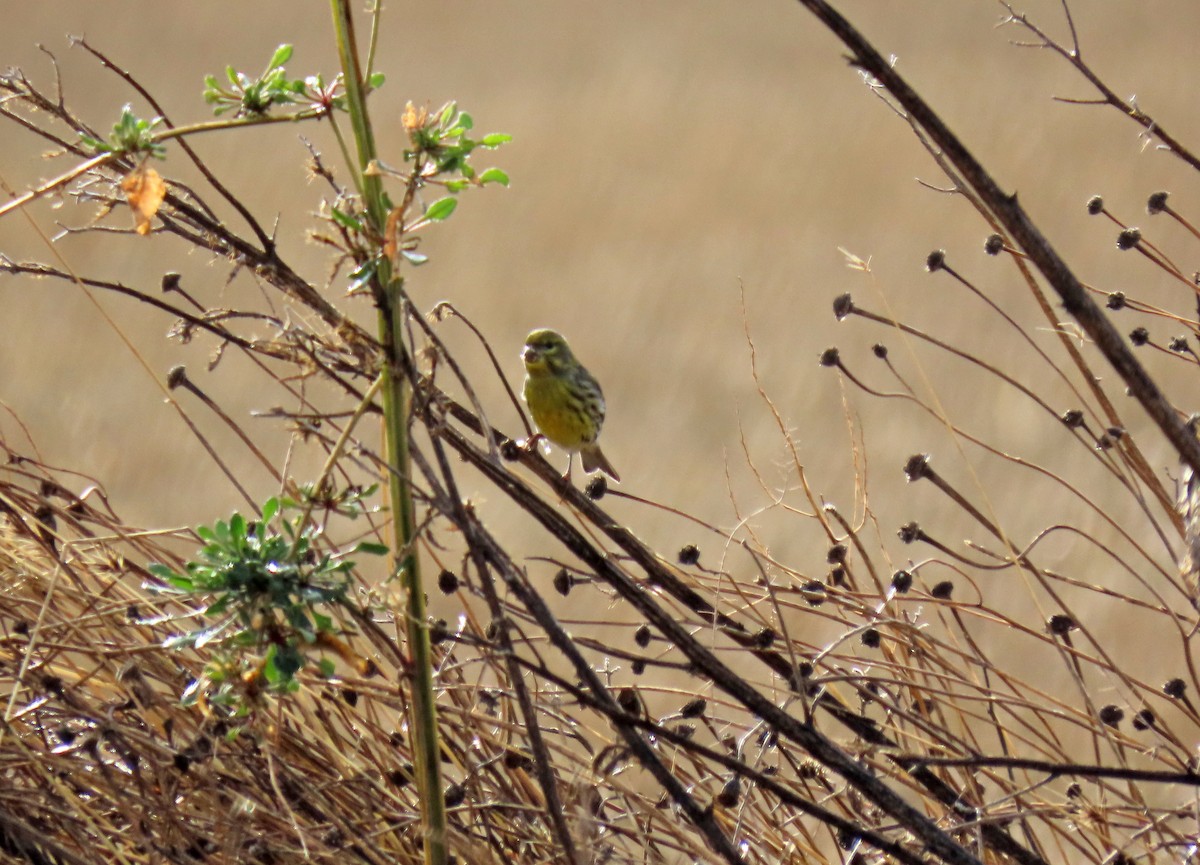 European Serin - ML645394444