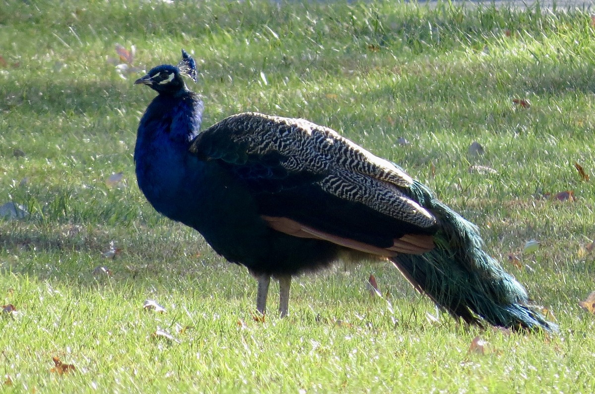 Indian Peafowl - ML645394454