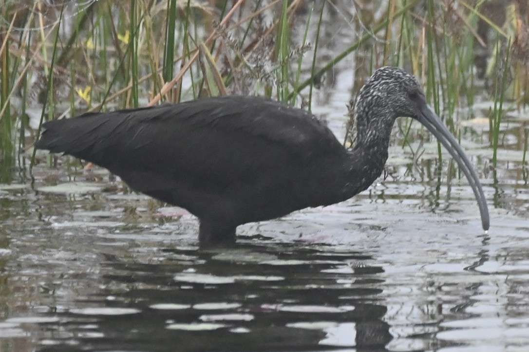 White-faced Ibis - ML645394455
