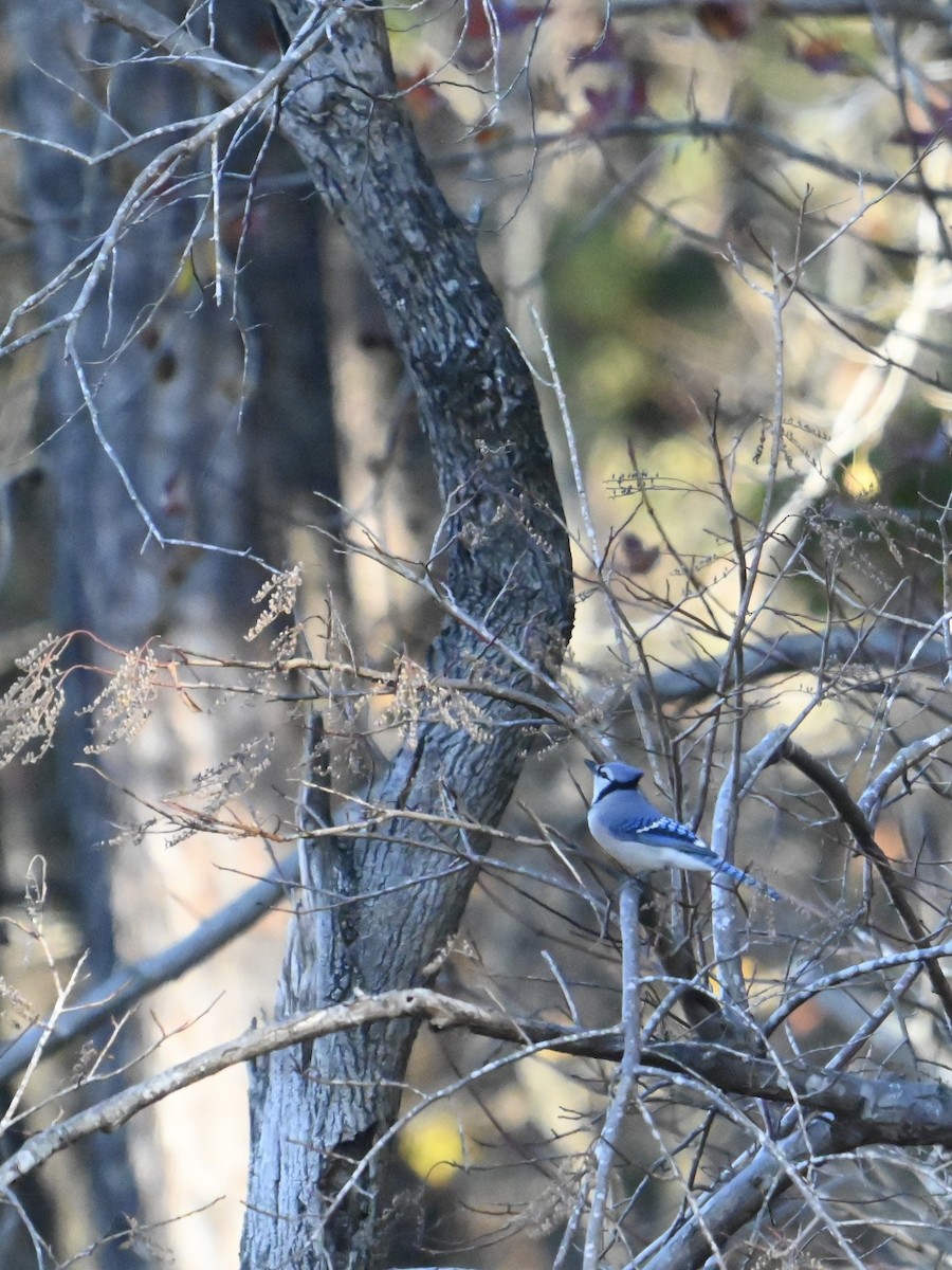 Blue Jay - ML645394457