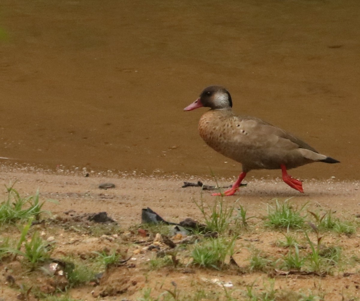 Brazilian Teal - ML645394459