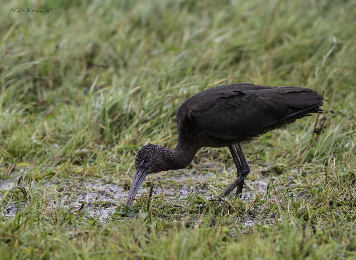 Glossy Ibis - ML645394466