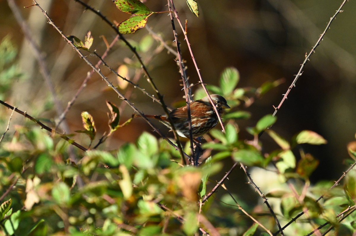 Fox Sparrow - ML645394469