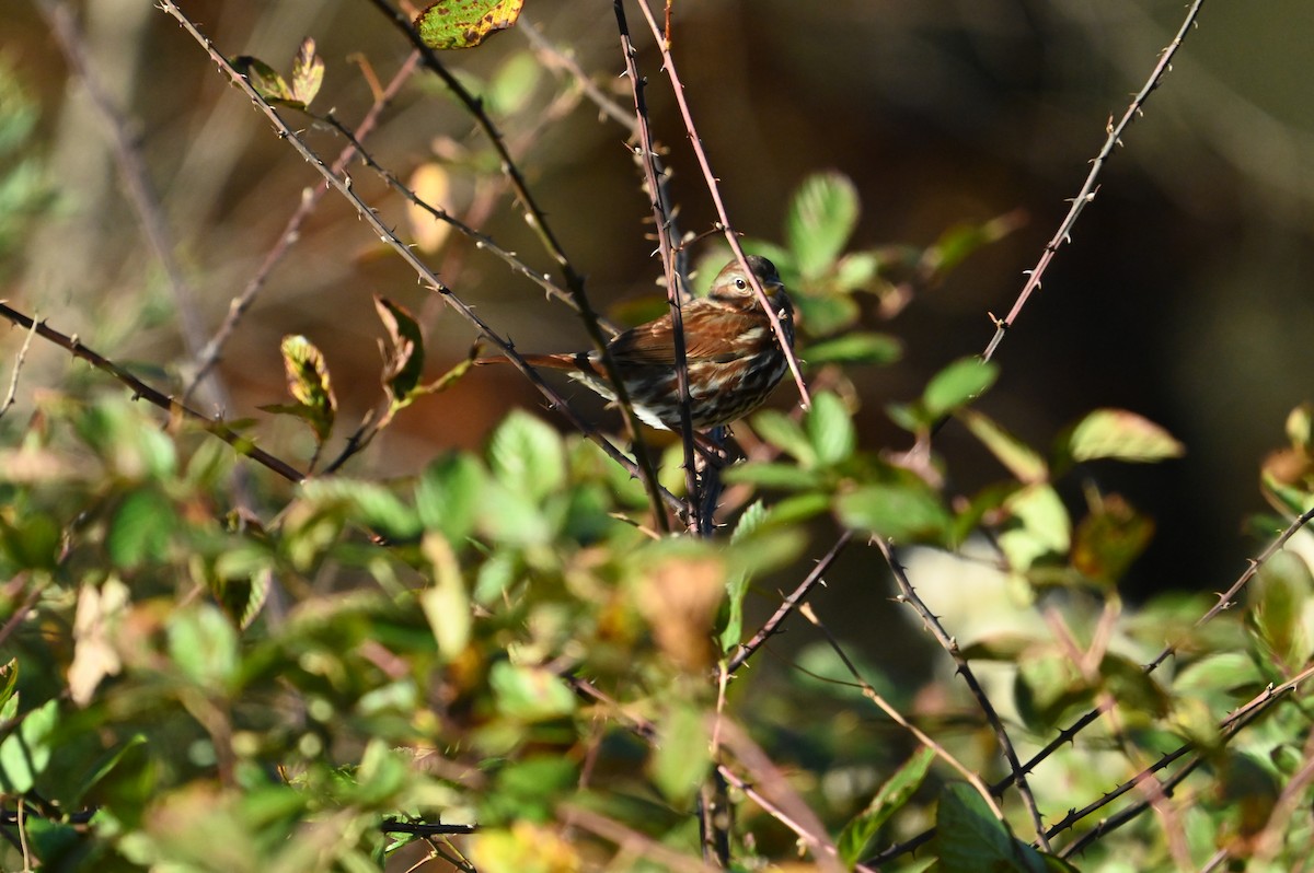 Fox Sparrow - ML645394477