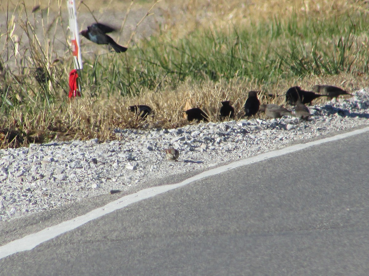 brunhodetrupial - ML645394480