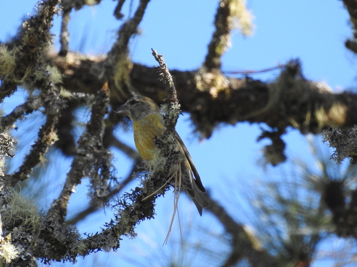 Red Crossbill - ML645394487