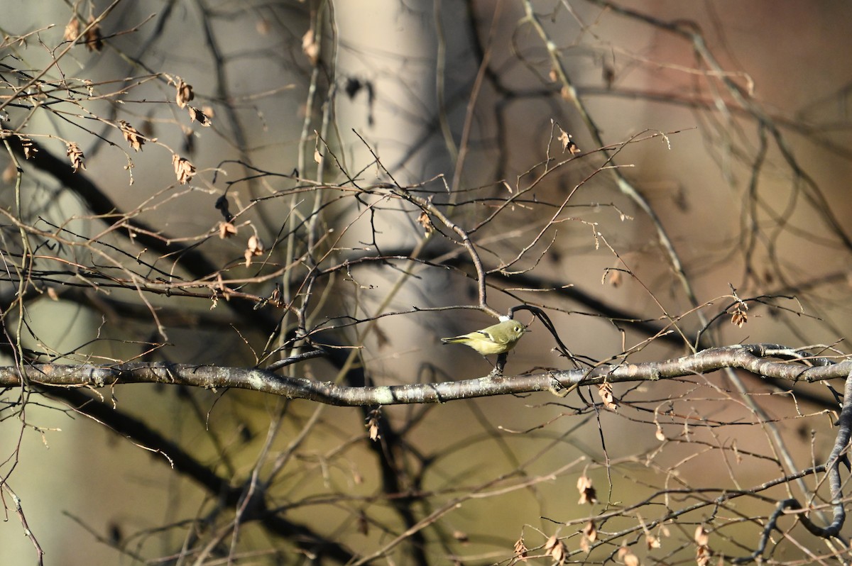 Ruby-crowned Kinglet - ML645394488