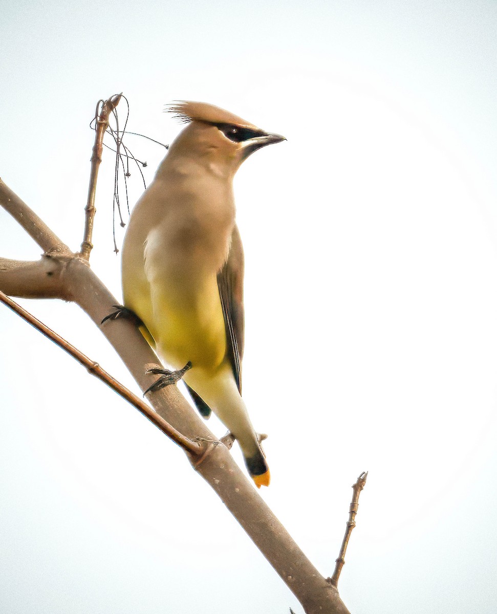 Cedar Waxwing - ML645394489