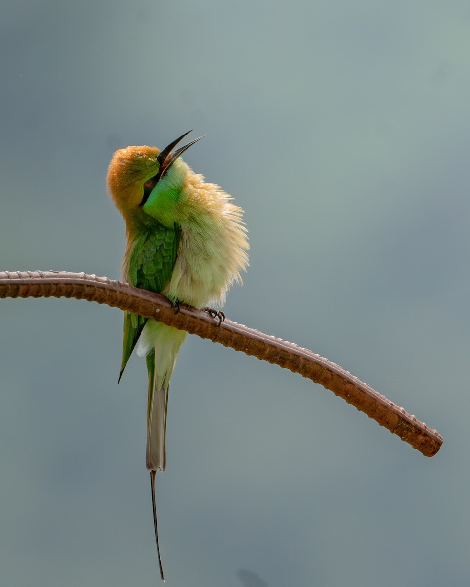 Asian Green Bee-eater - ML645394490