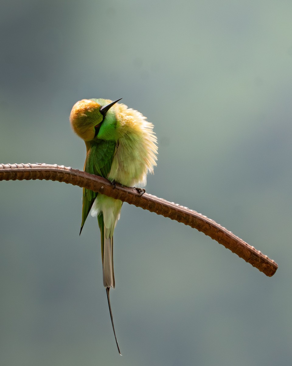 Asian Green Bee-eater - ML645394491