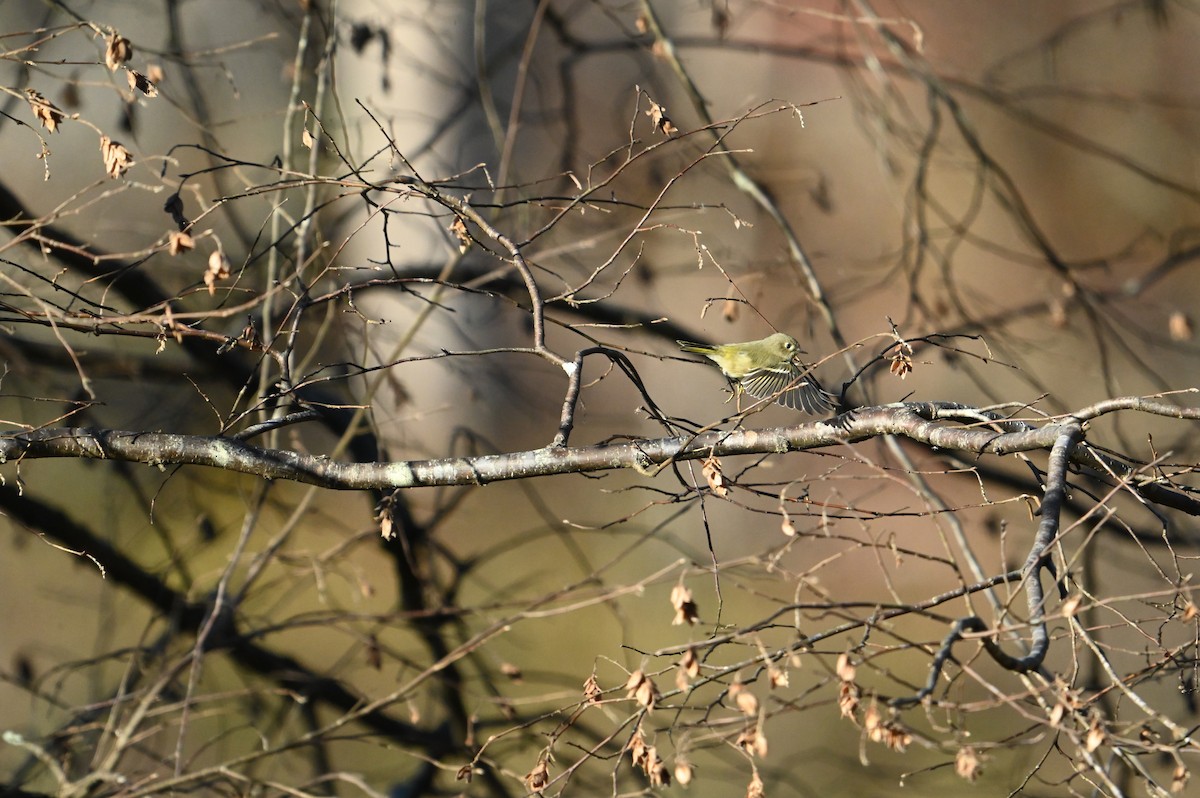 Ruby-crowned Kinglet - ML645394493