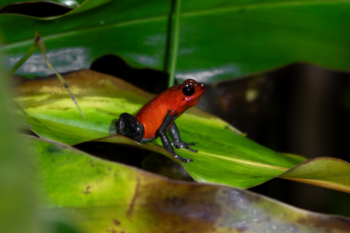 Strawberry Poison Dart Frog - ML645394496