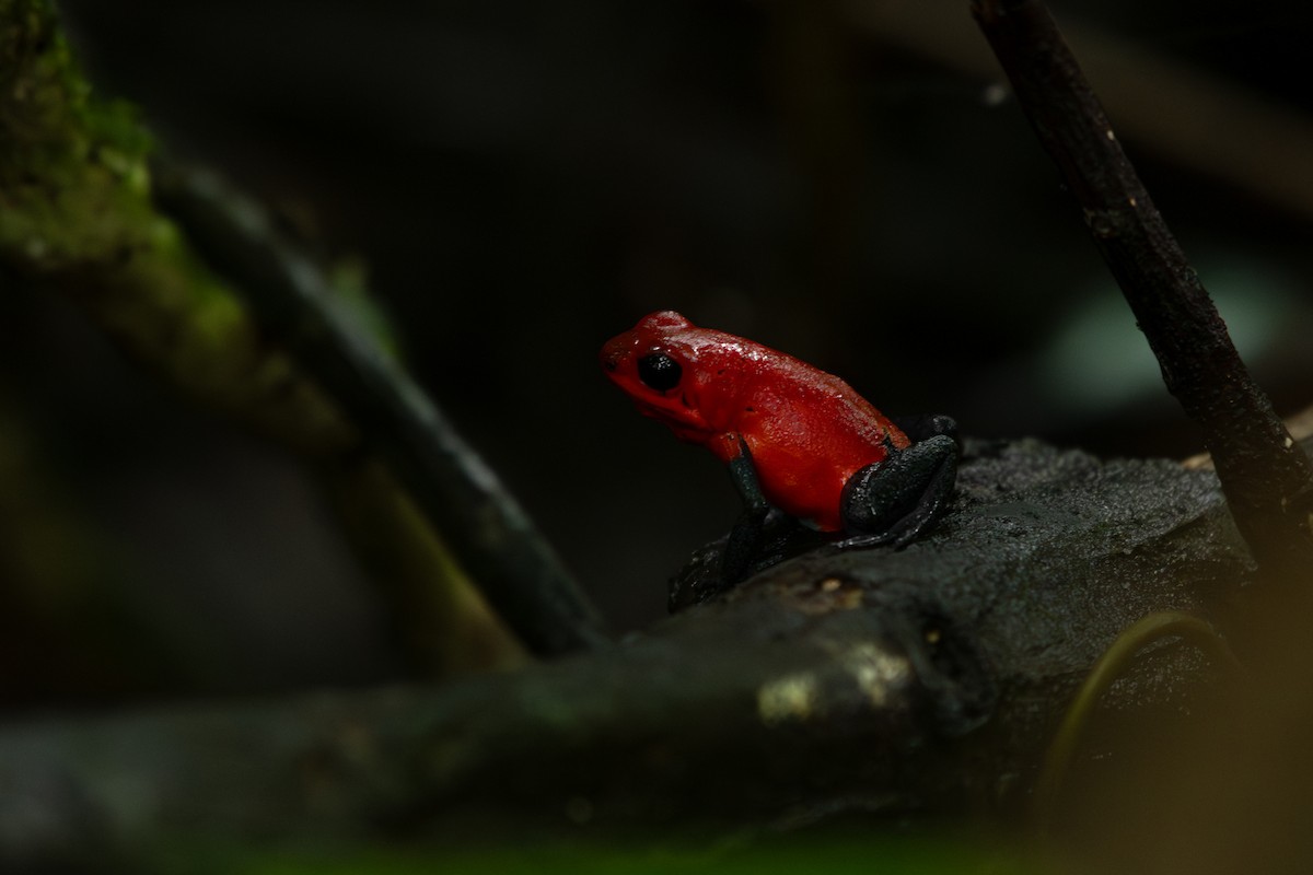Strawberry Poison Dart Frog - ML645394497