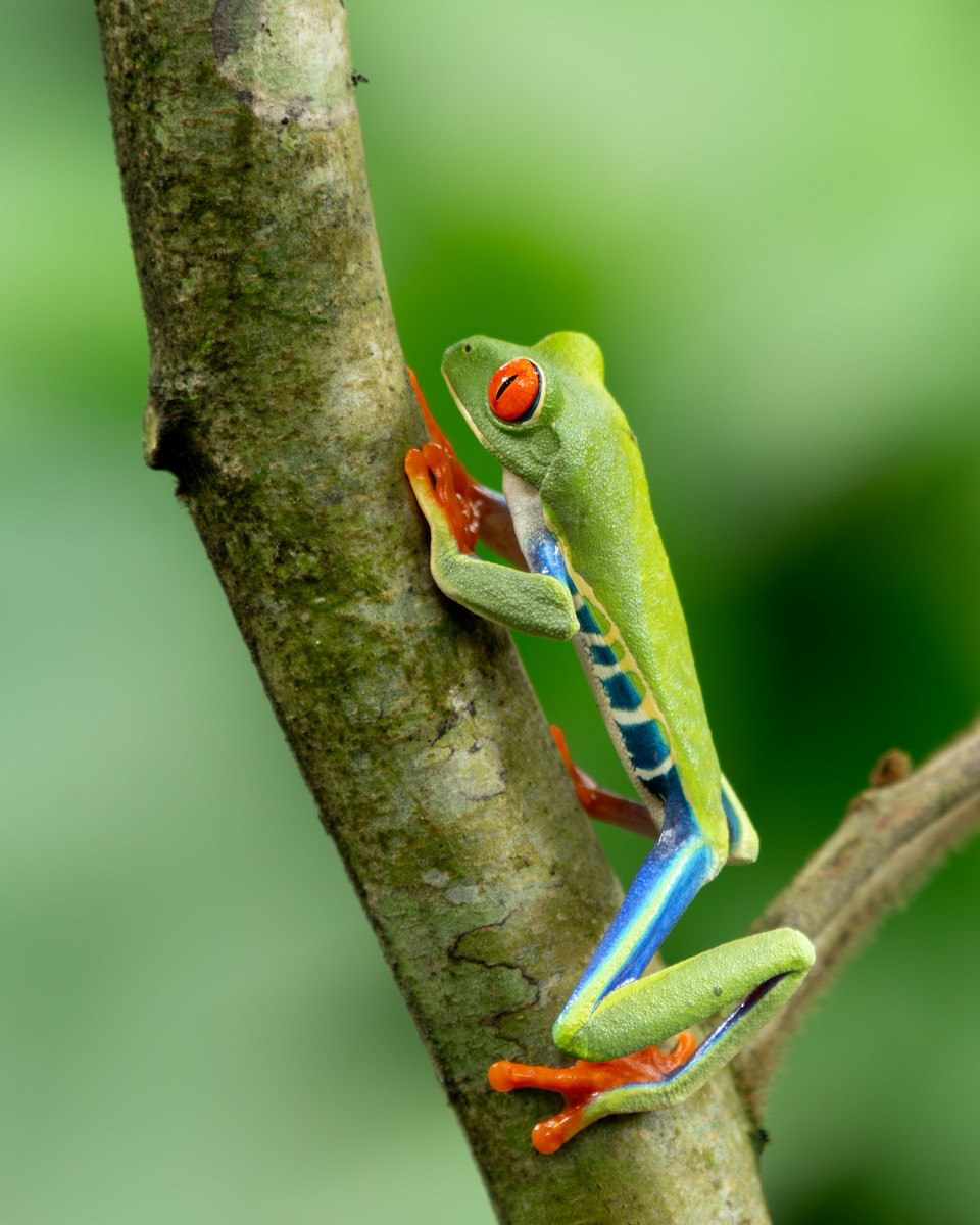 Red-eyed Tree Frog - ML645394498