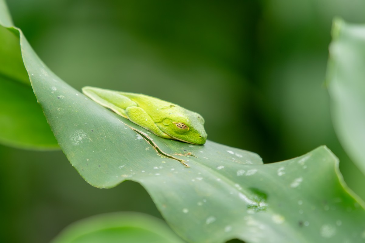 Red-eyed Tree Frog - ML645394499