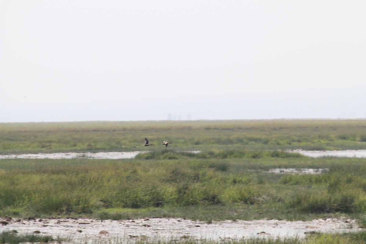 Ánade Piquirrojo - ML645394512