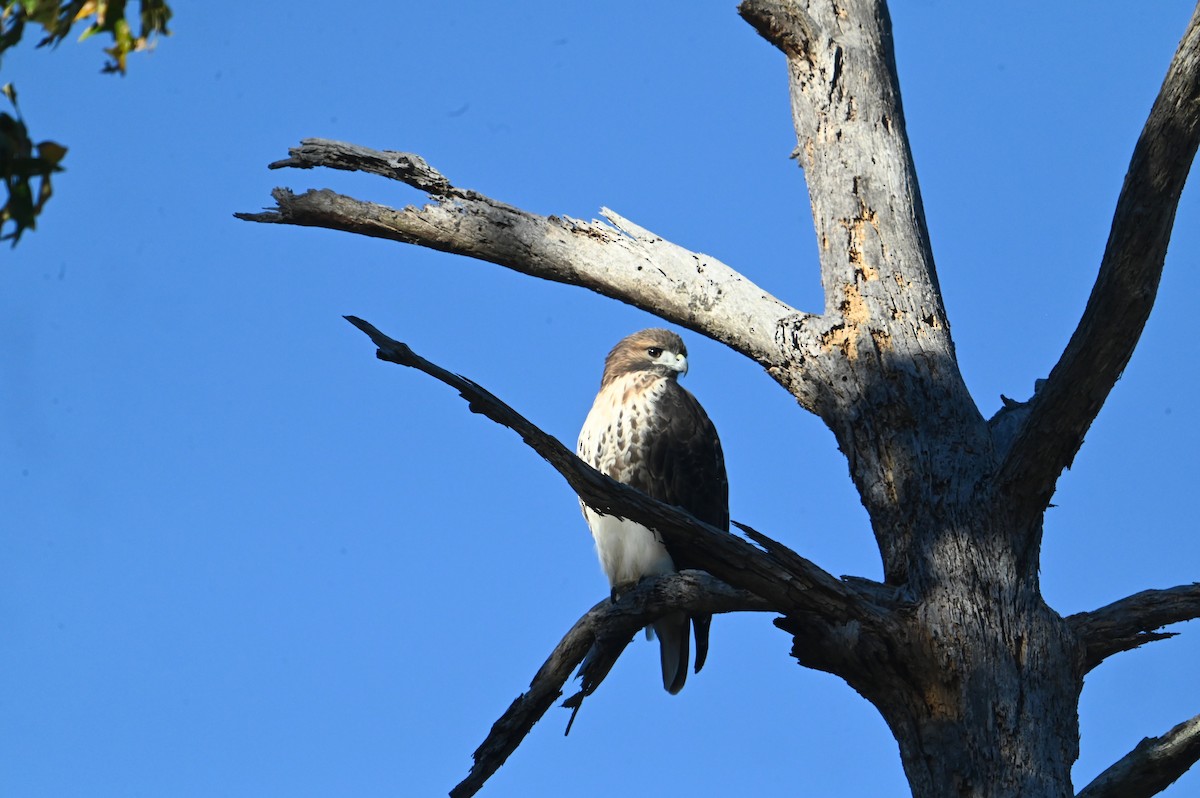 Red-tailed Hawk - ML645394520