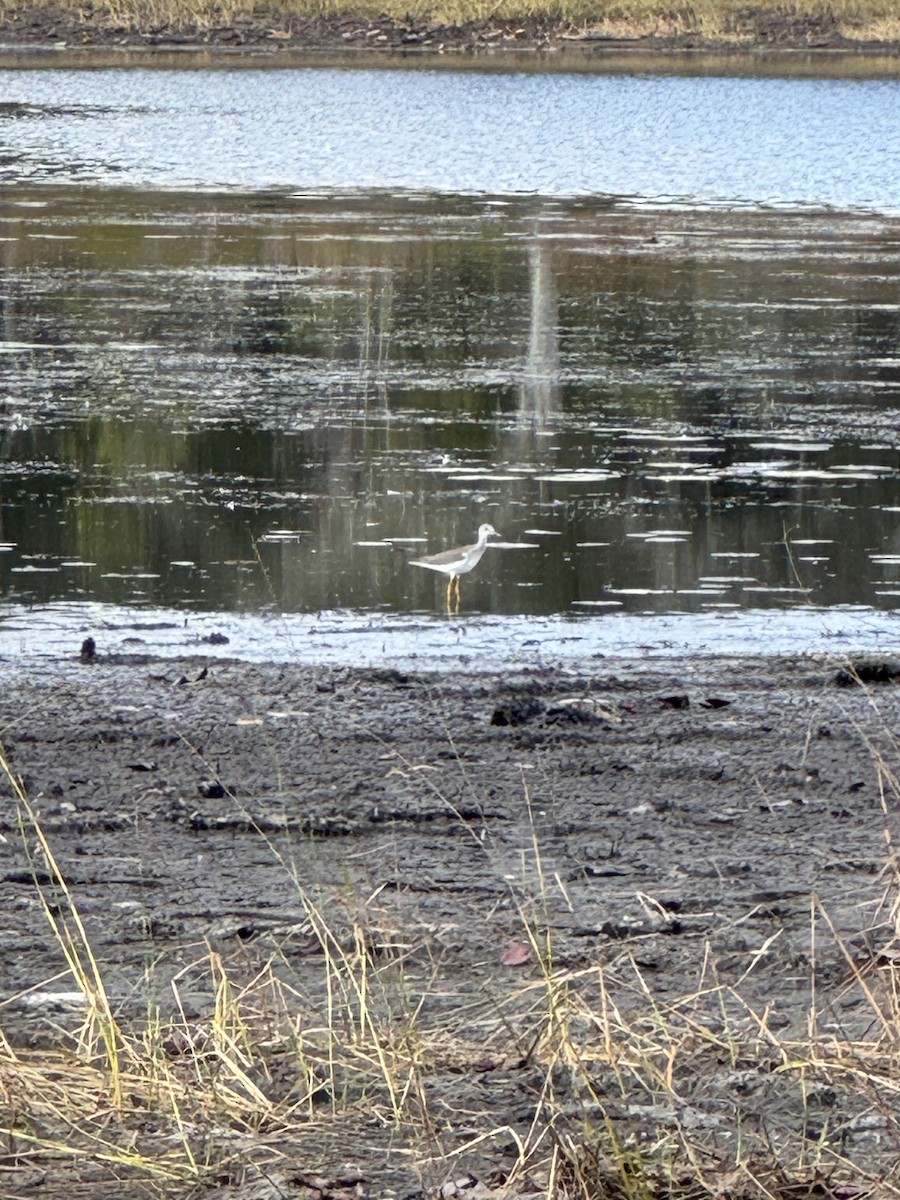 コキアシシギ／オオキアシシギ - ML645394523