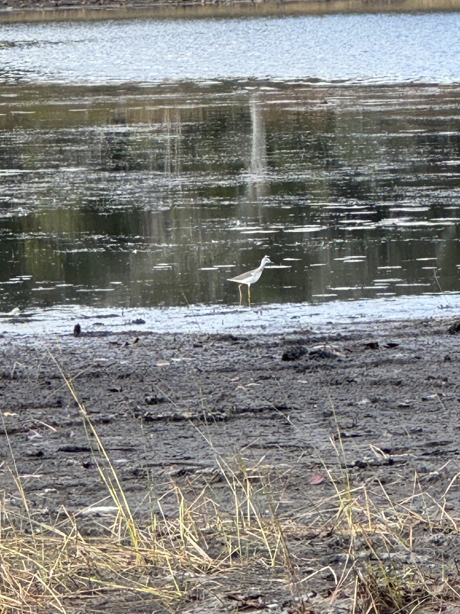 コキアシシギ／オオキアシシギ - ML645394524