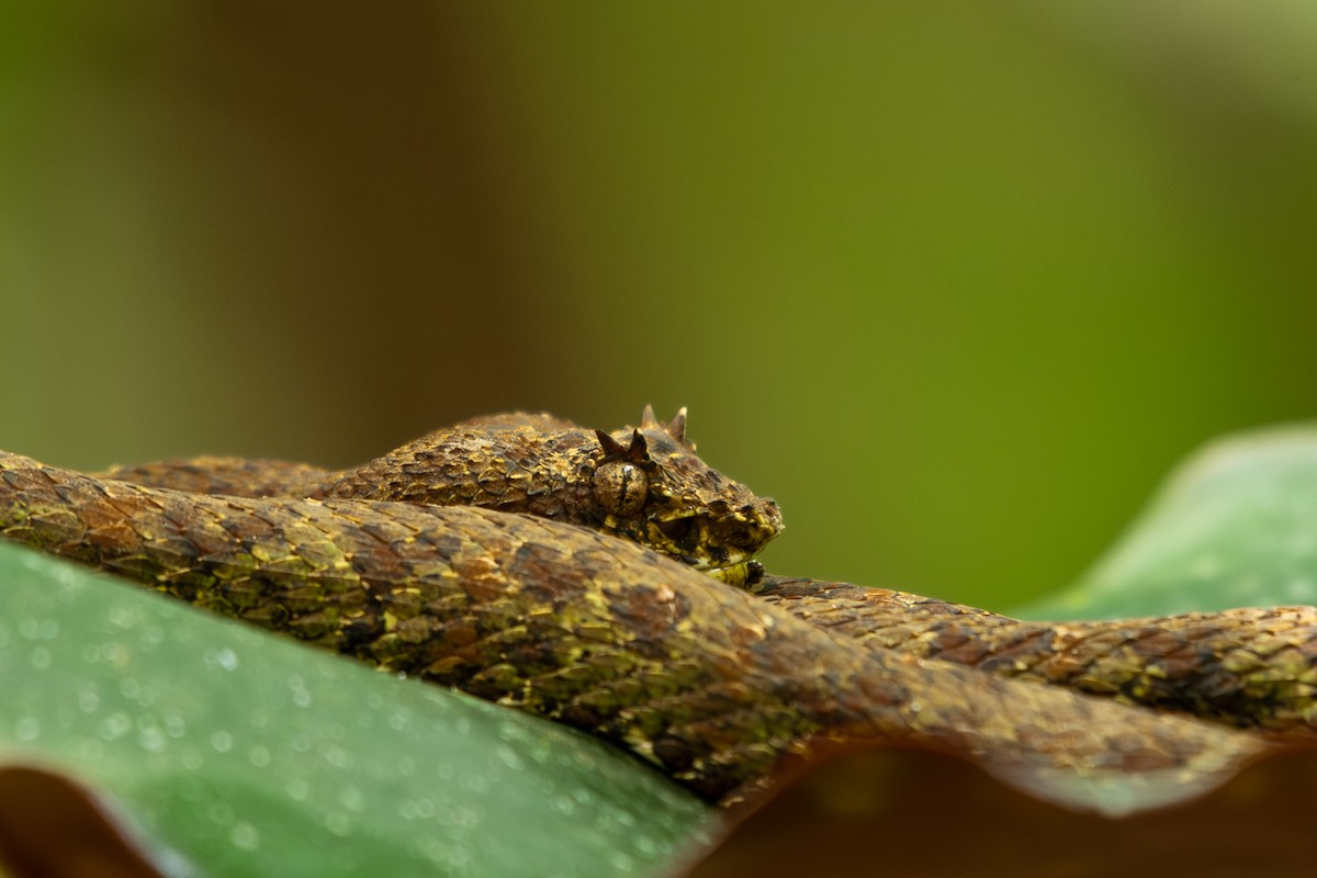 Central American Eyelash-Viper - ML645394533