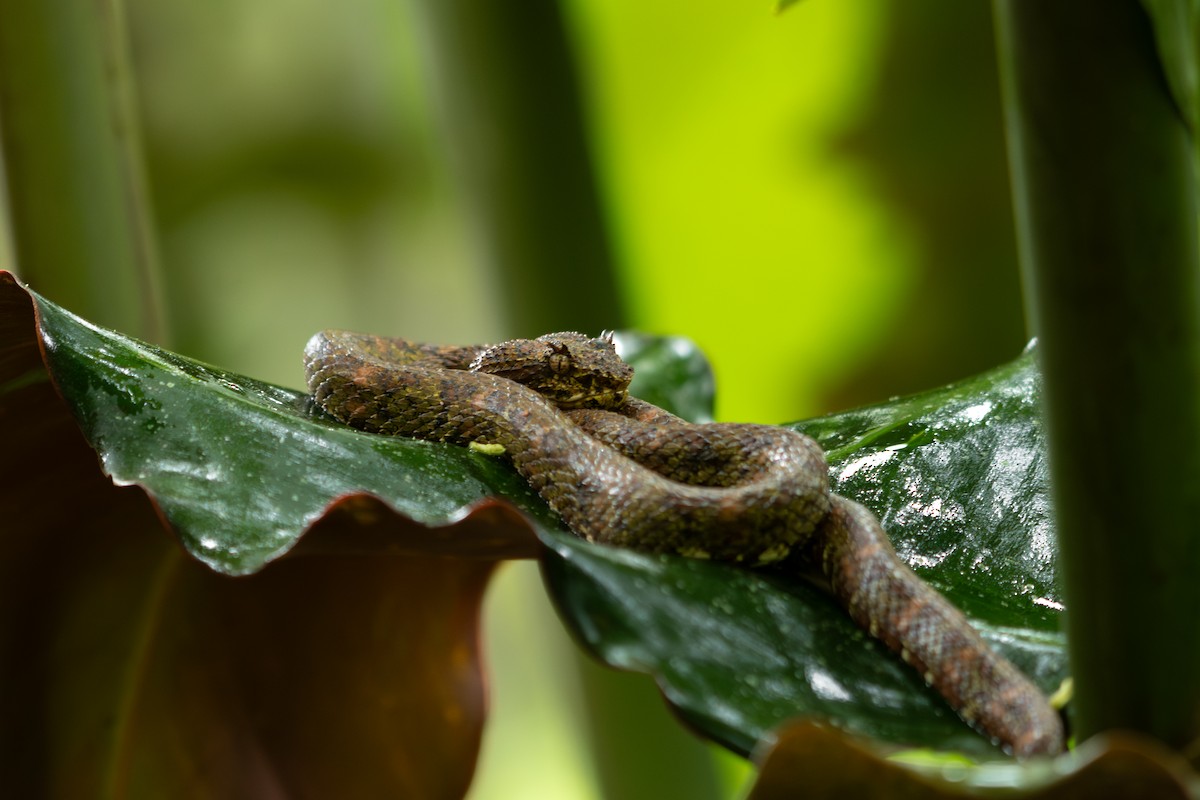 Central American Eyelash-Viper - ML645394534