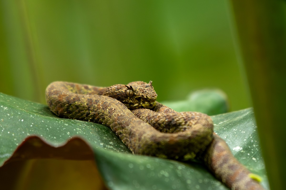 Central American Eyelash-Viper - ML645394535