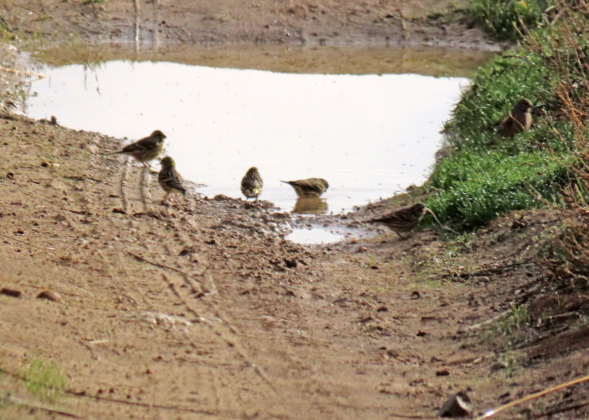 European Serin - ML645394545