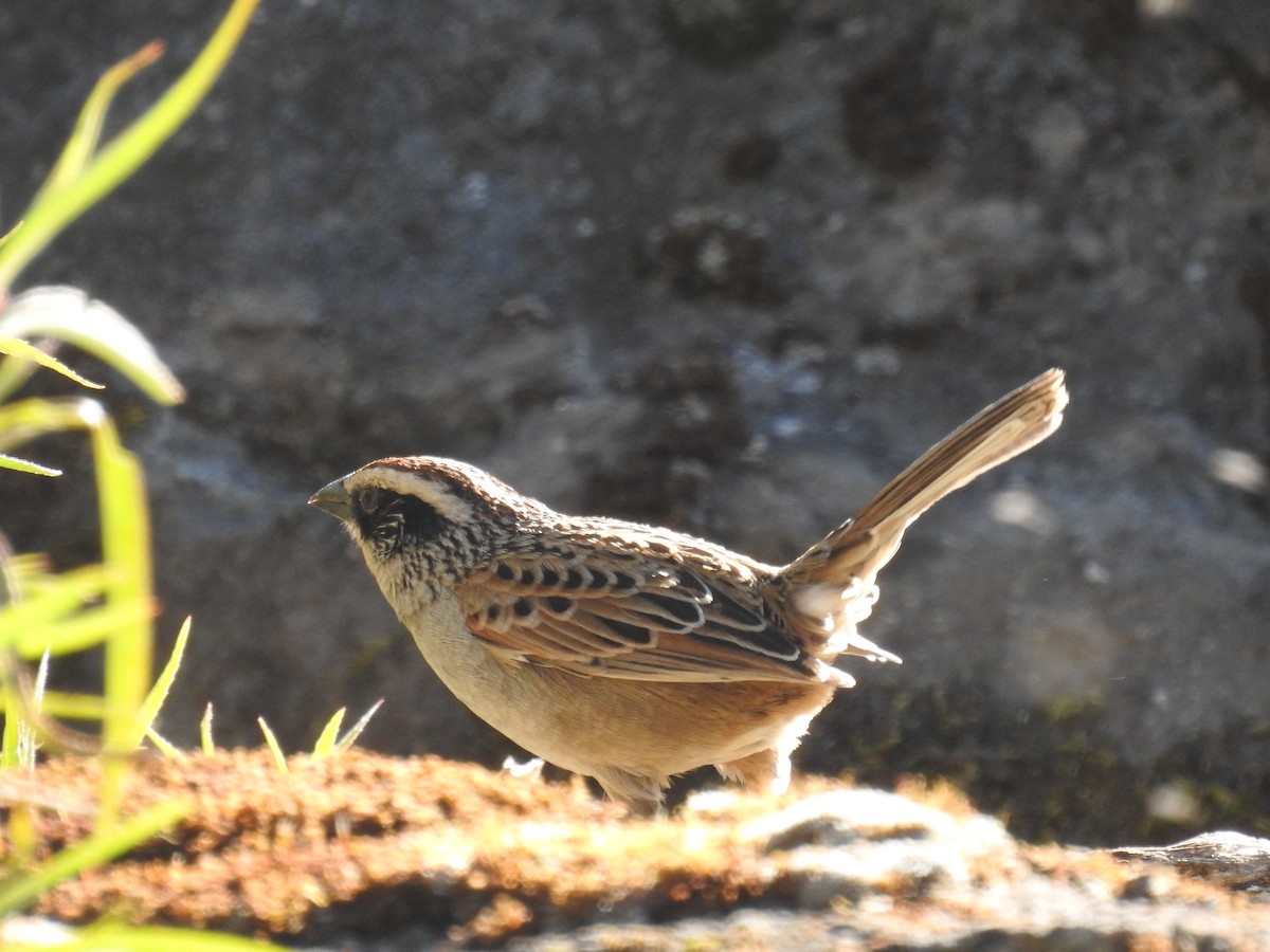 Striped Sparrow - ML645394548