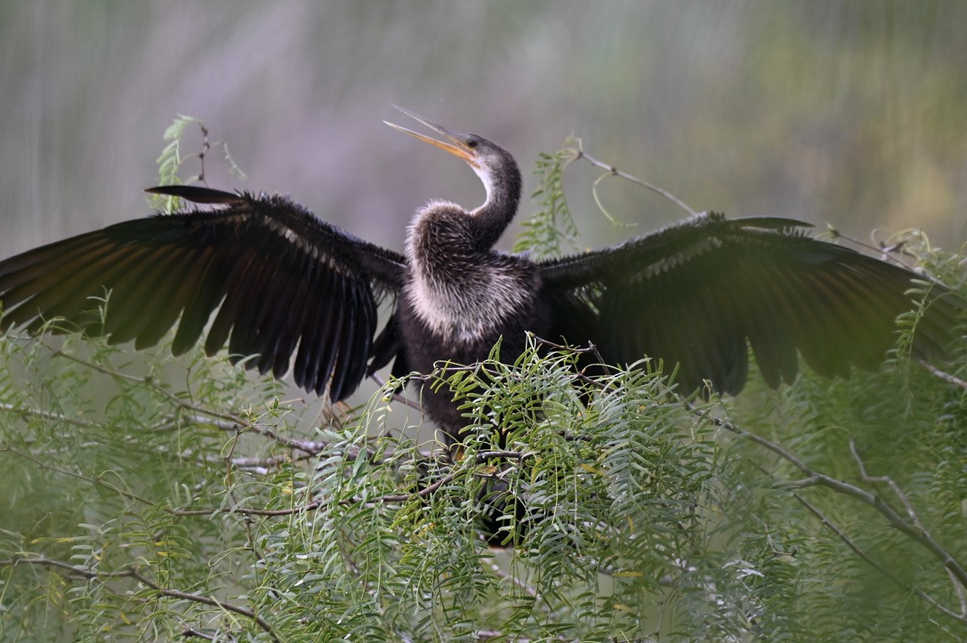 Anhinga - ML645394561