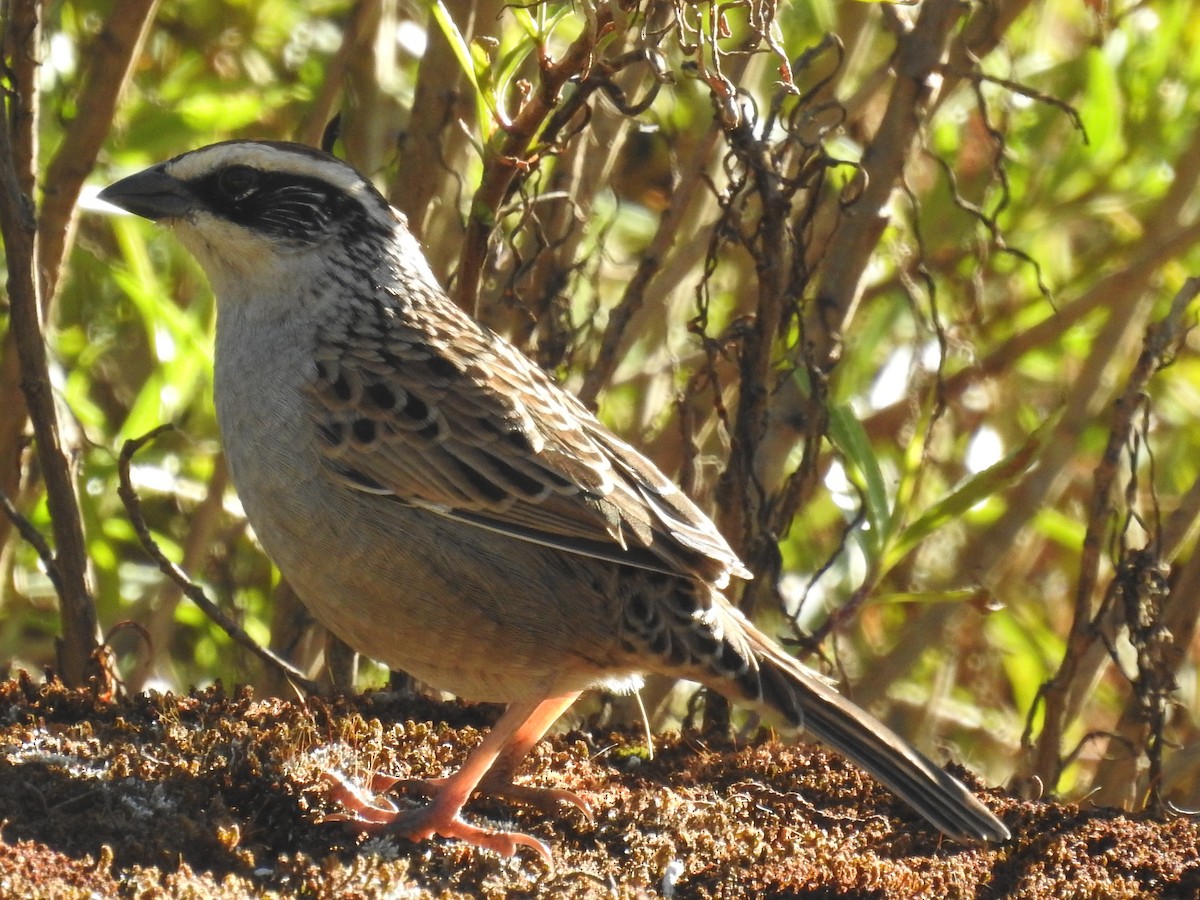 Striped Sparrow - ML645394562