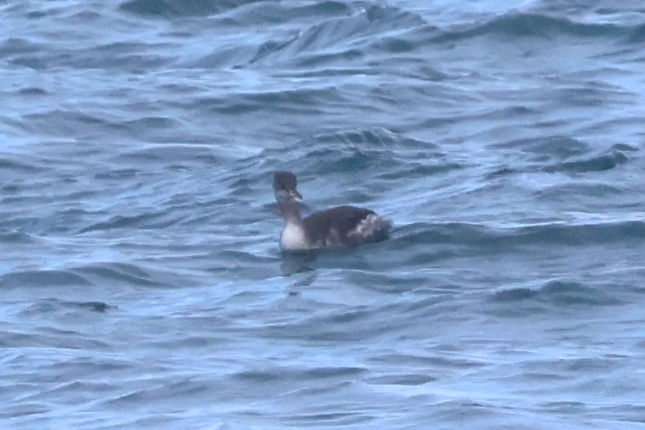 Red-necked Grebe - ML645394563