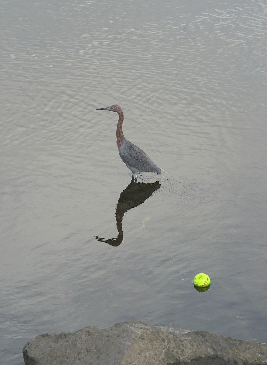 Reddish Egret - ML645394568