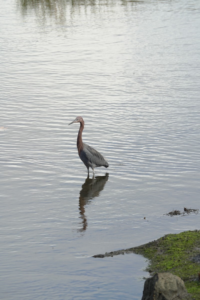 Reddish Egret - ML645394569