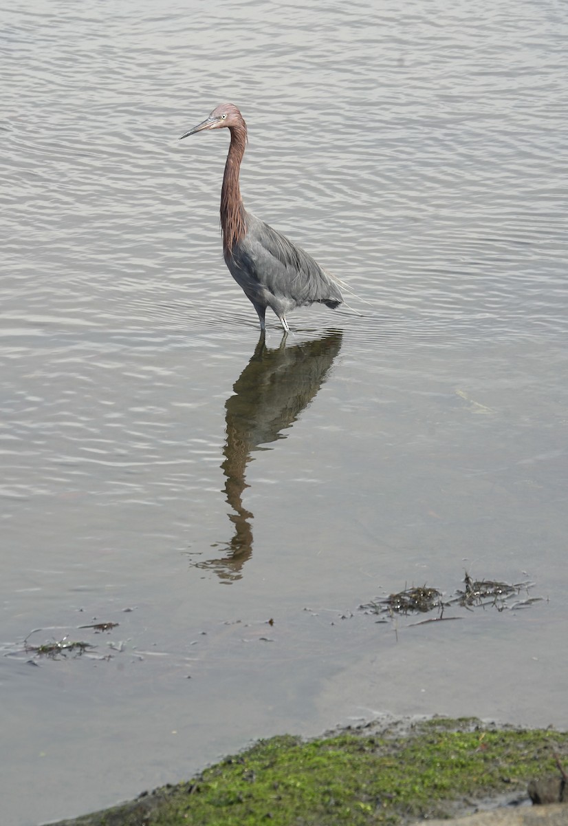 Reddish Egret - ML645394570