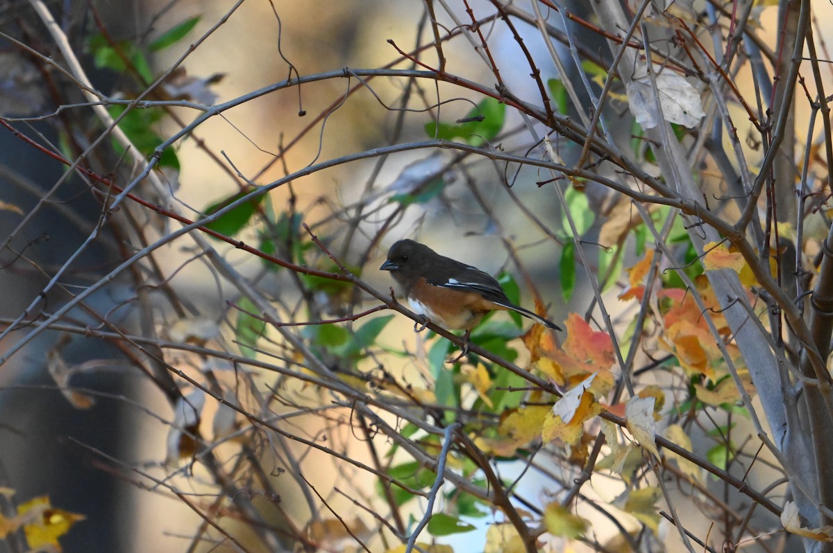 Eastern Towhee - ML645394573