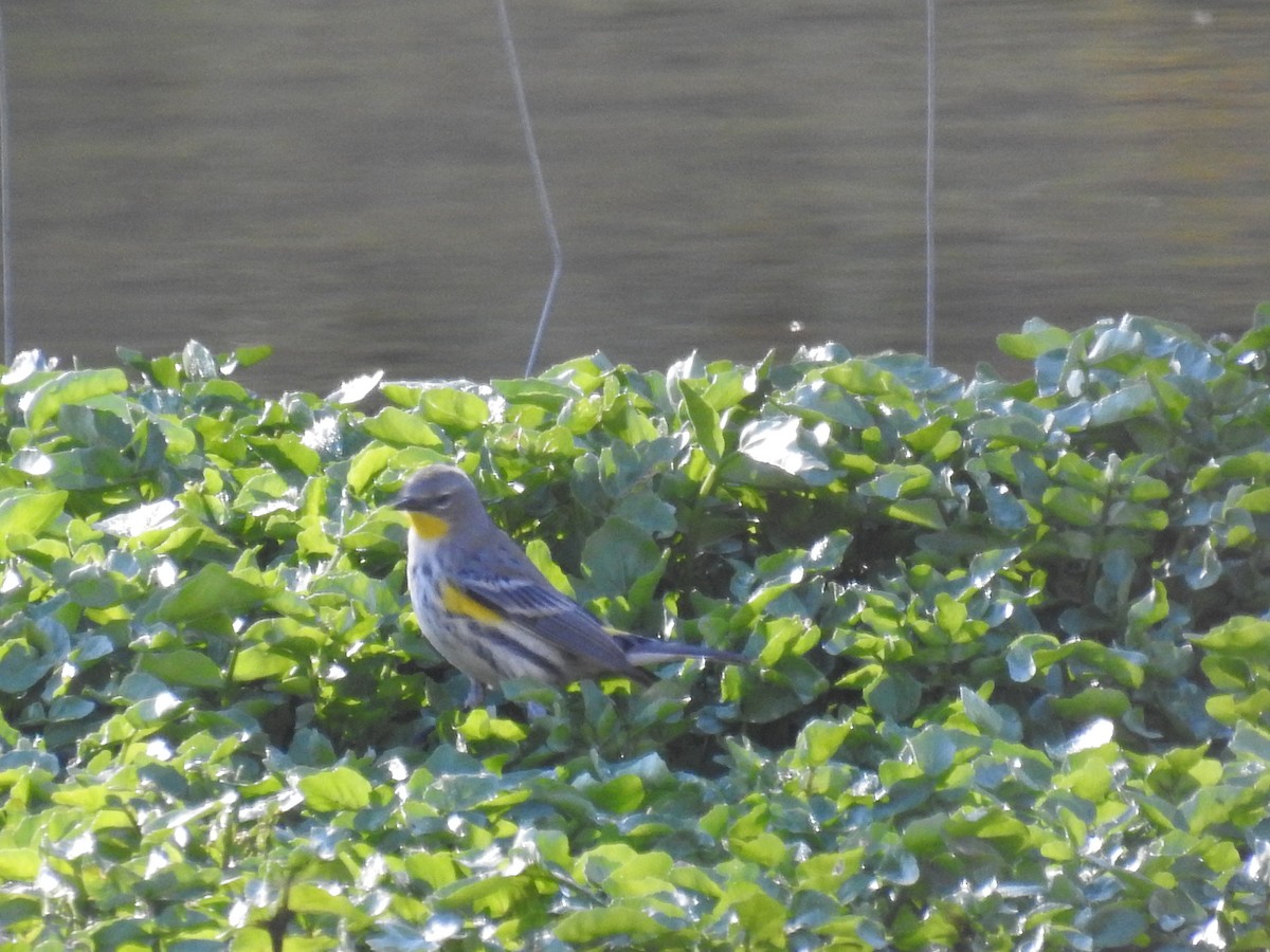 Yellow-rumped Warbler - ML645394575