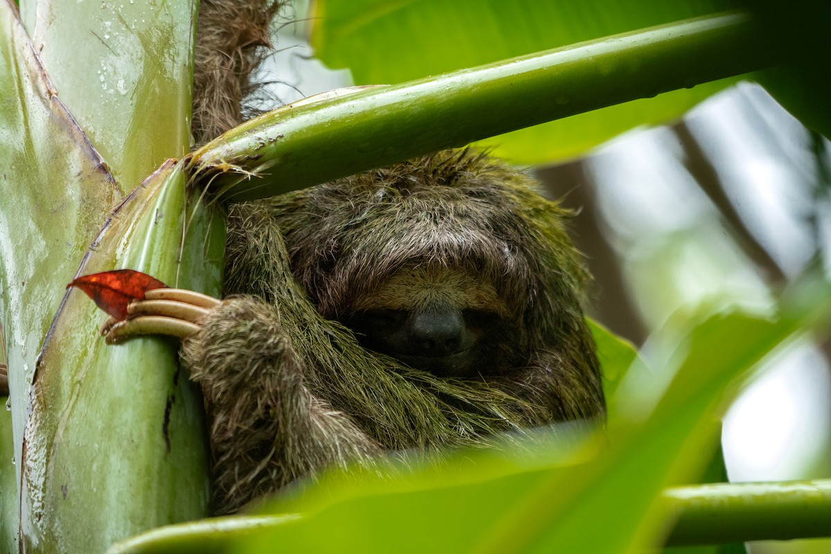 Brown-throated Three-toed Sloth - ML645394577