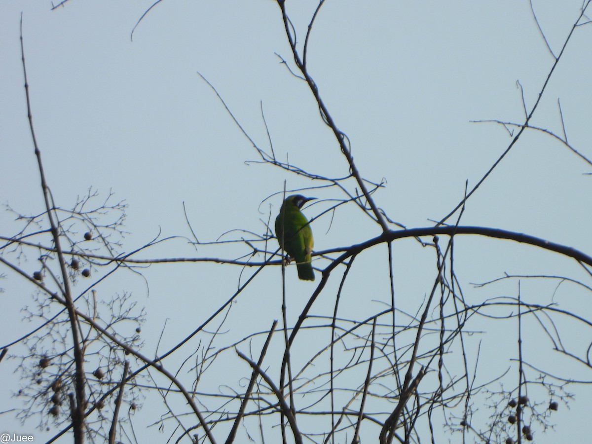 Золотолобая листовка - ML645394578