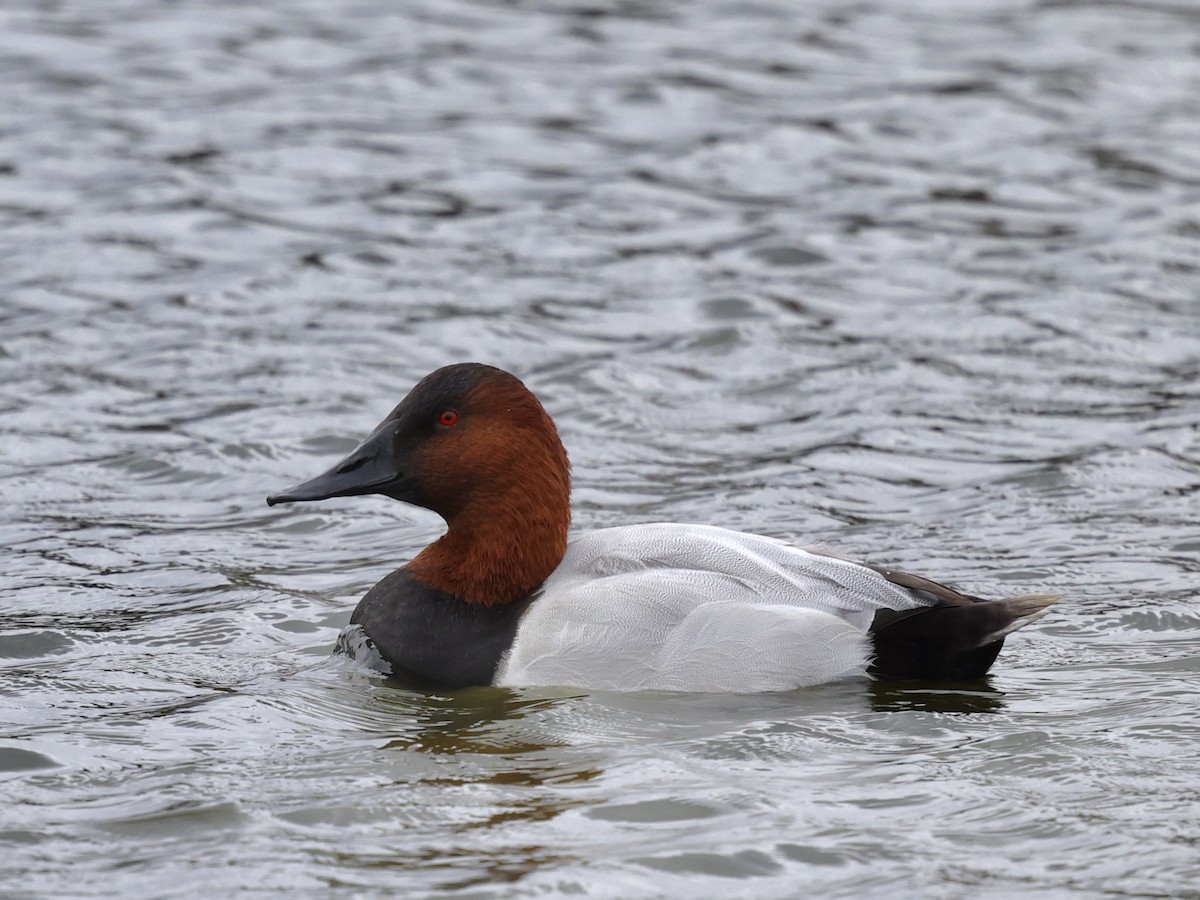 Murgilari bizkarzuria - ML645394581