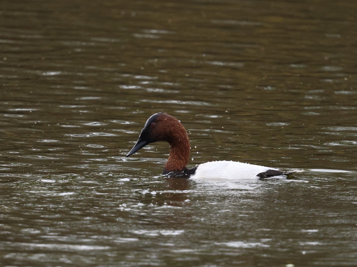 Murgilari bizkarzuria - ML645394582