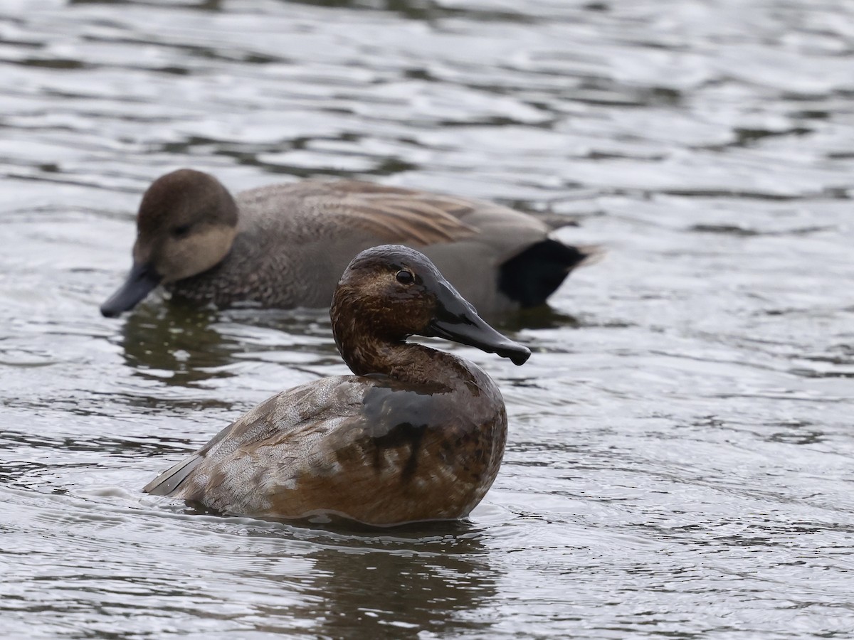 Murgilari bizkarzuria - ML645394583