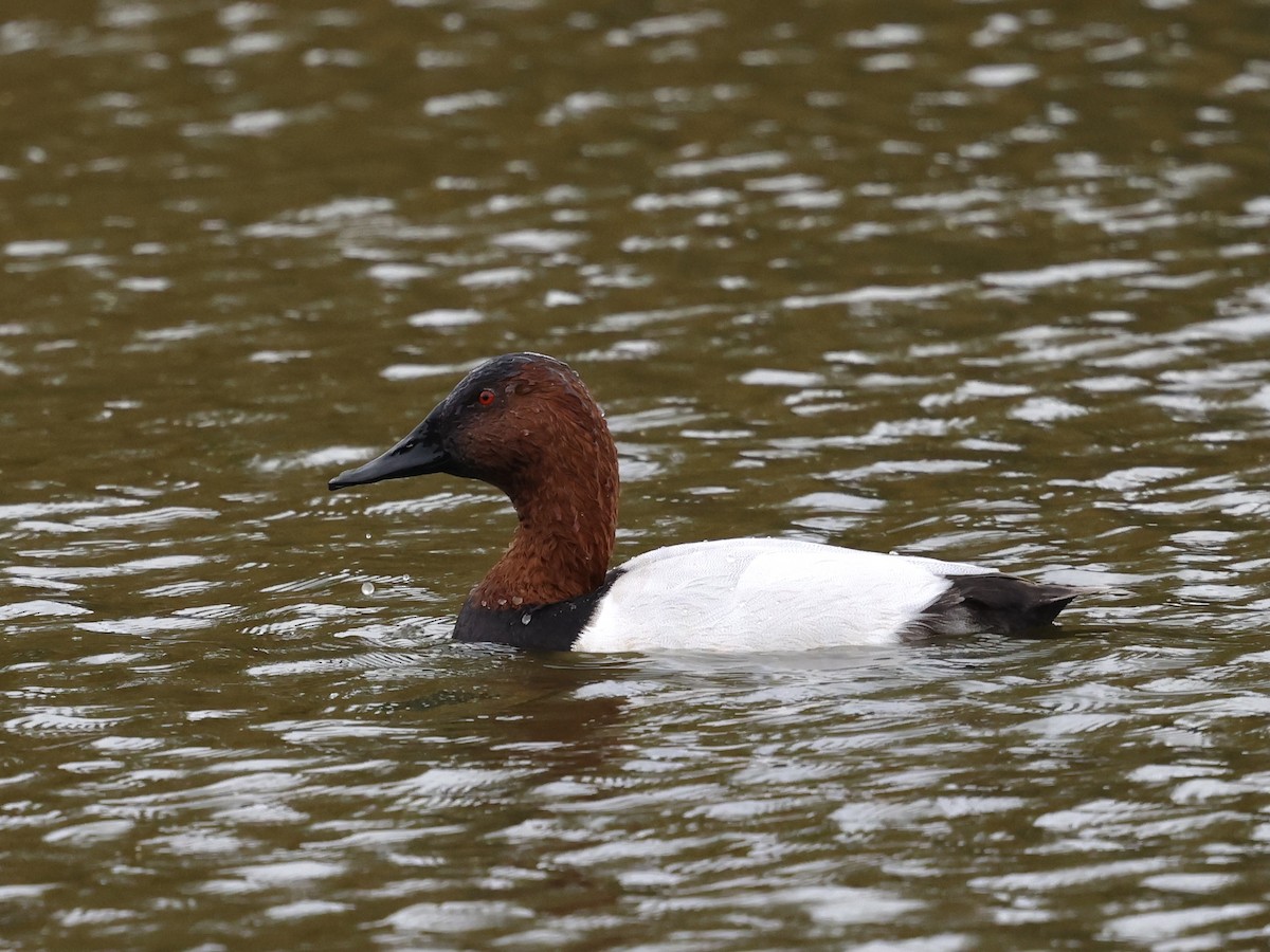 Murgilari bizkarzuria - ML645394584